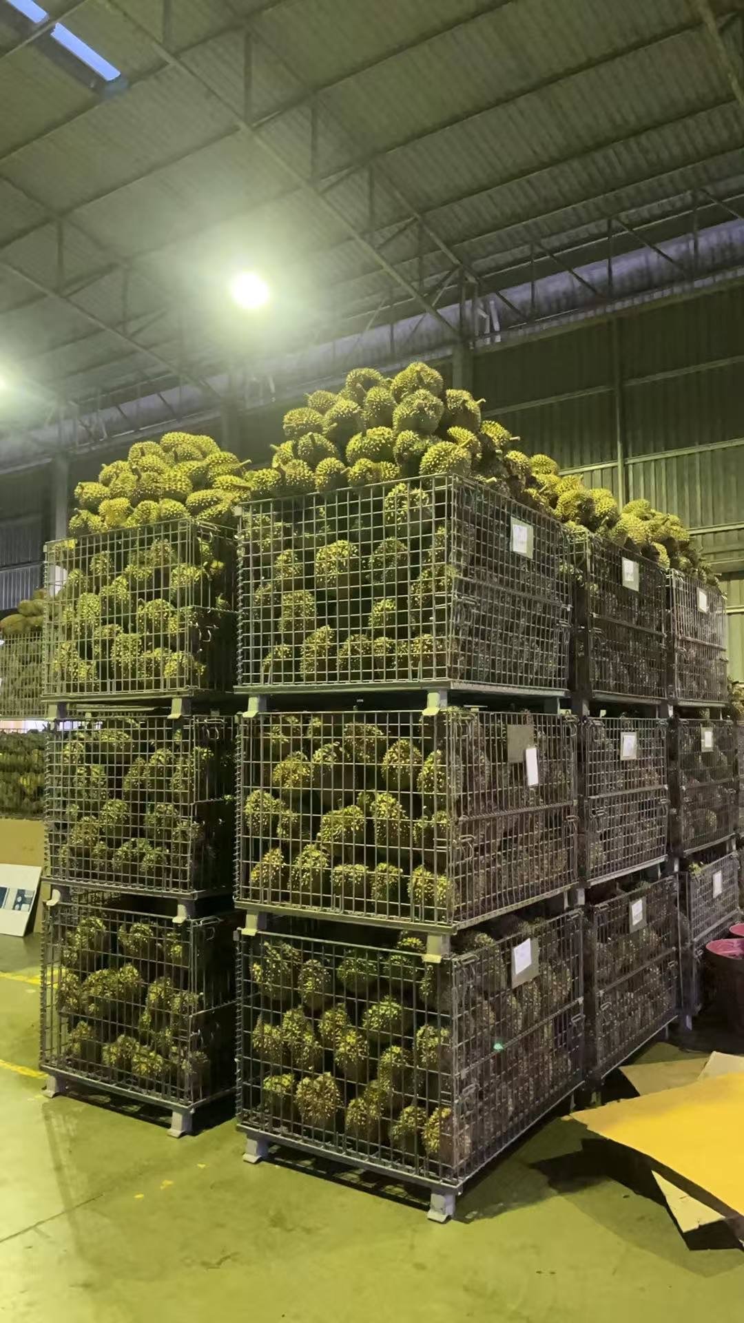 Durian storage in wire mesh cages
